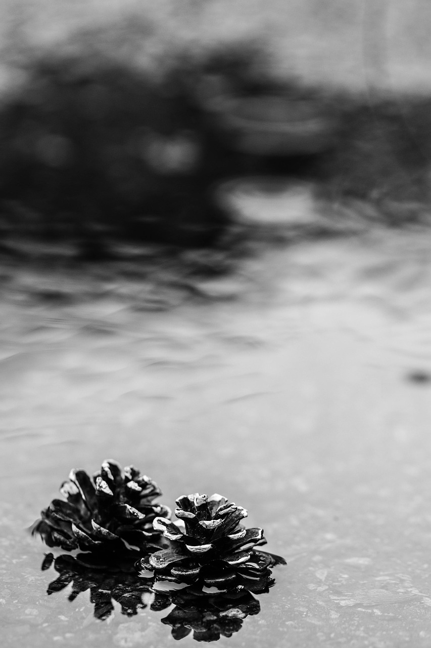 Image - pinecone puddle rain nature water