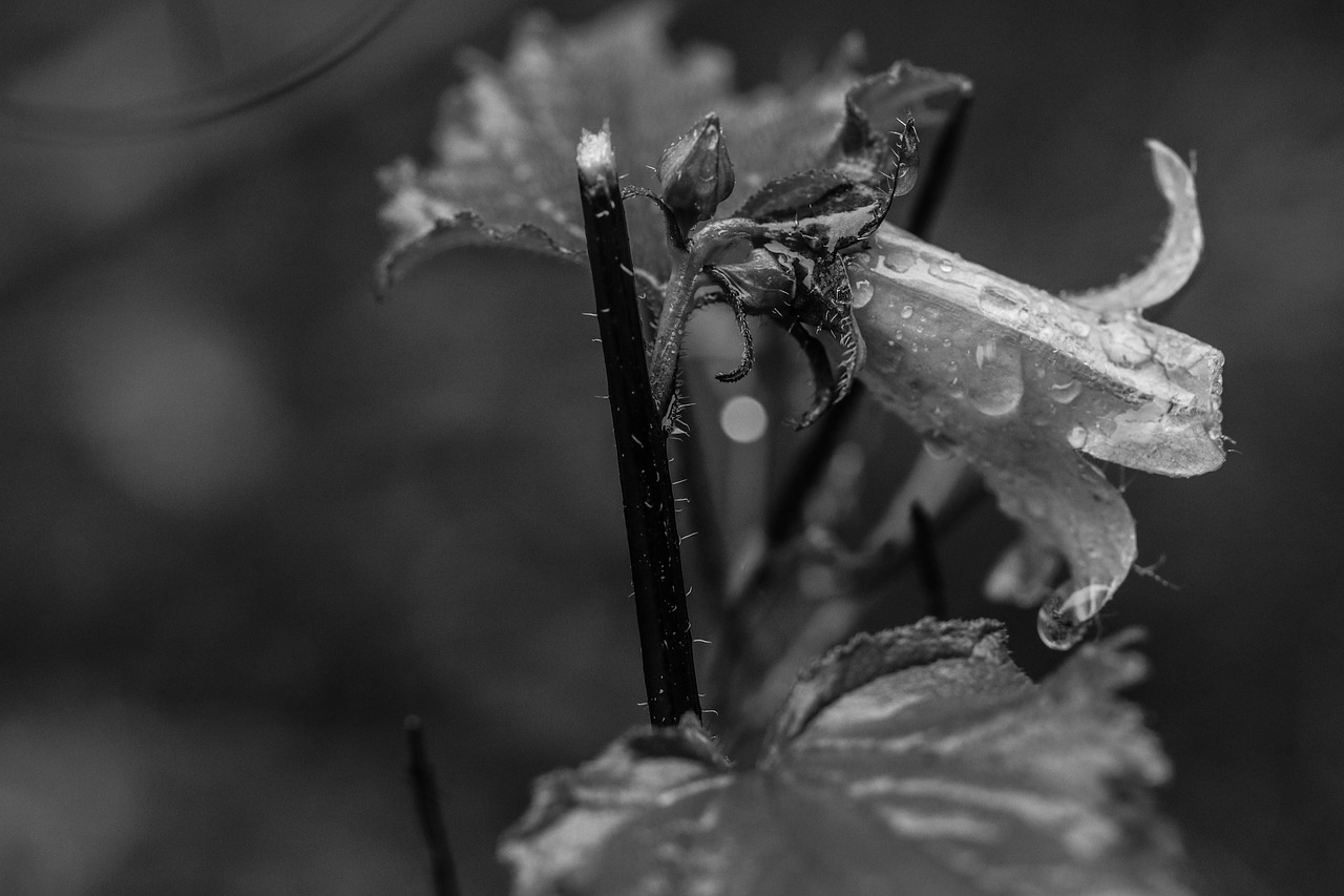 Image - bluebell raindrop wild flower