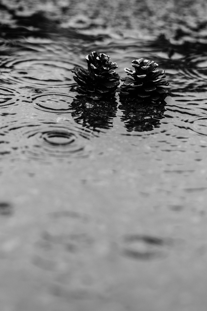 Image - pinecone puddle rain water nature