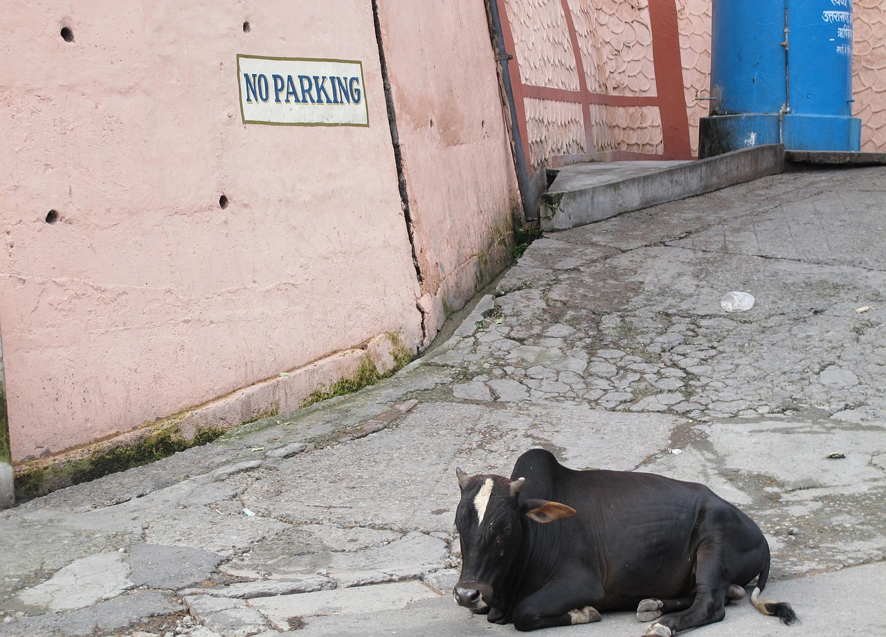 Image - india holy cow religion no parking