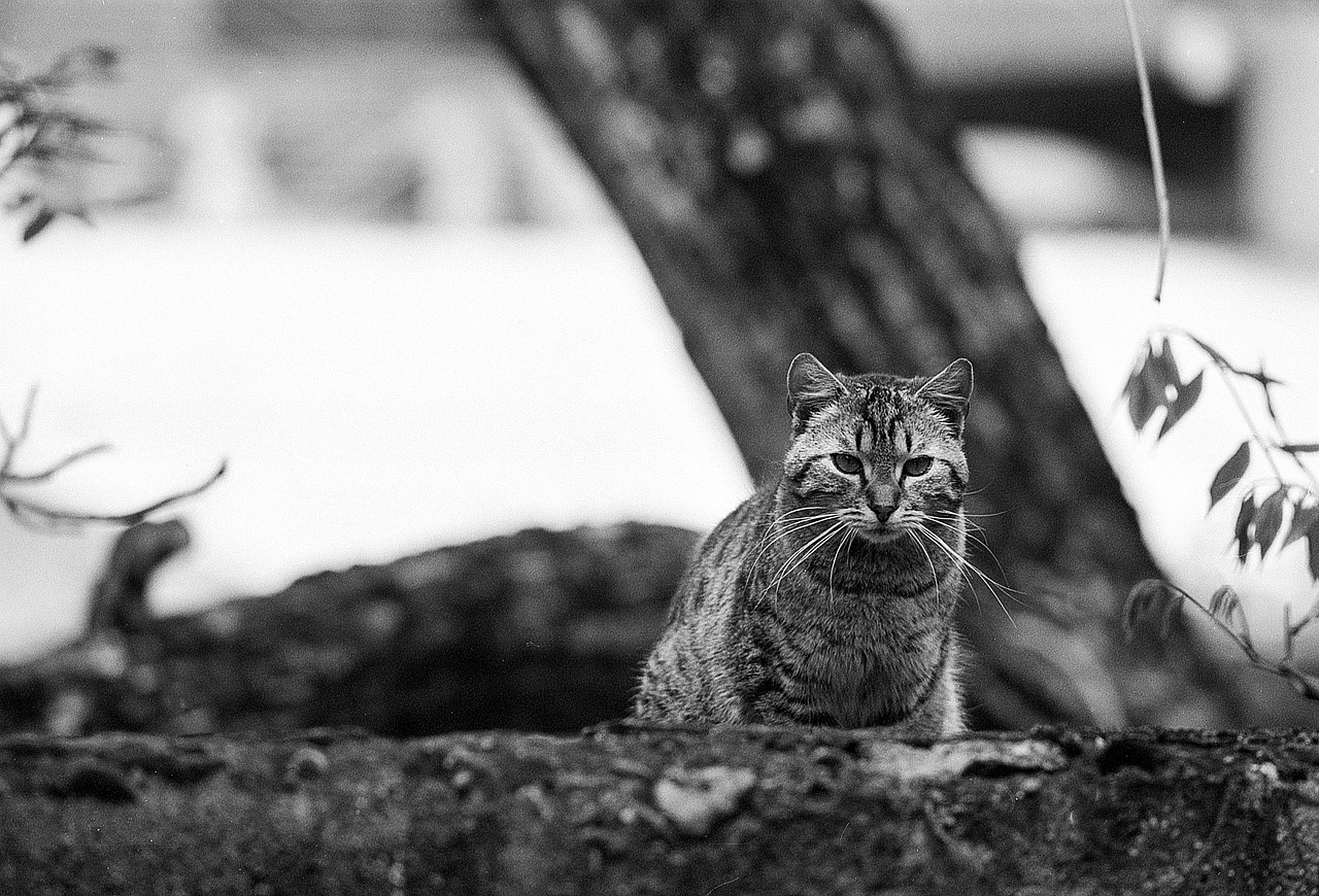 Image - cat looking fence animal pet cute