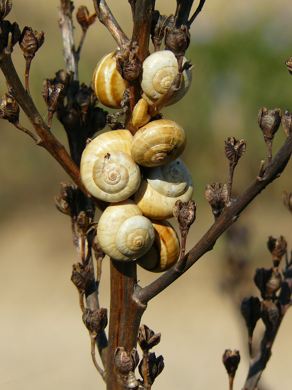 Image - snails shell snail close