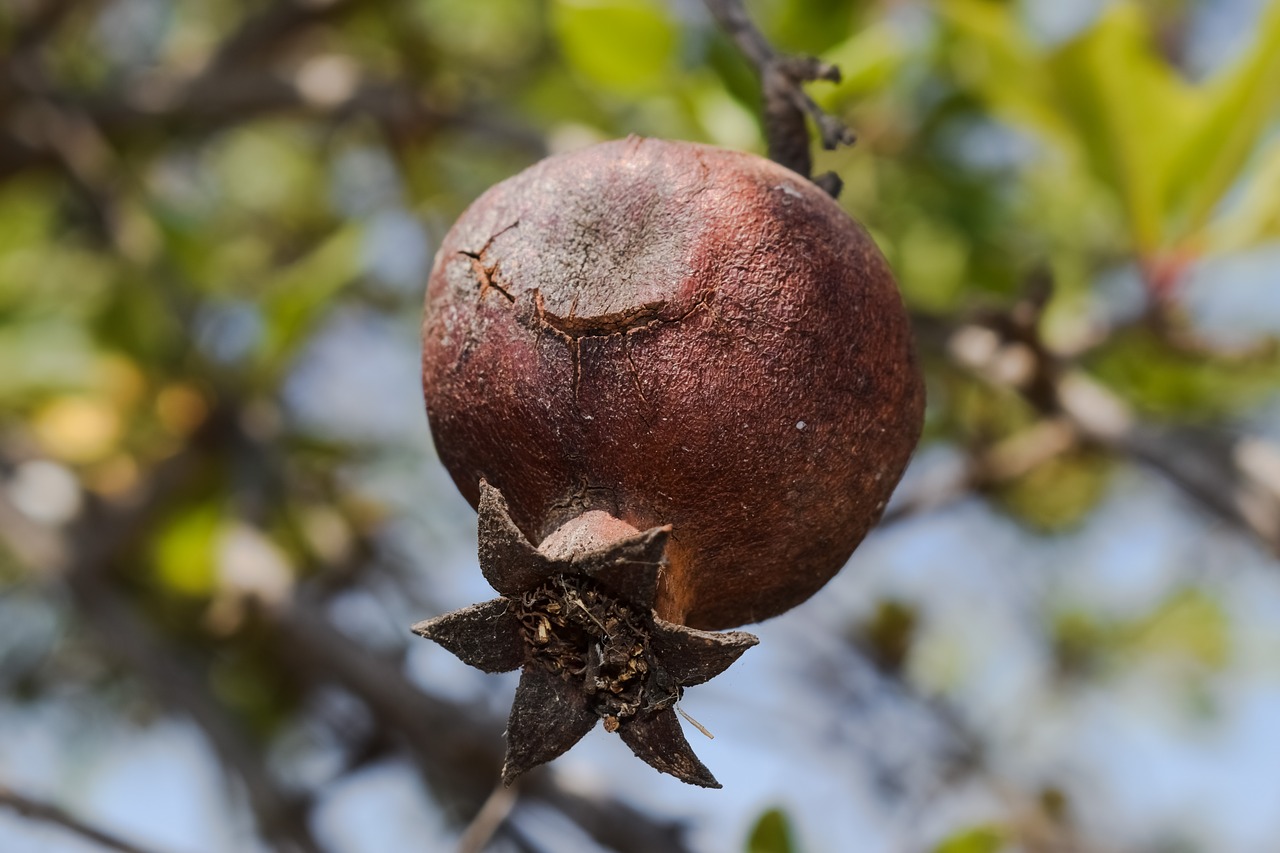 Image - pomegranate fruit food rotten