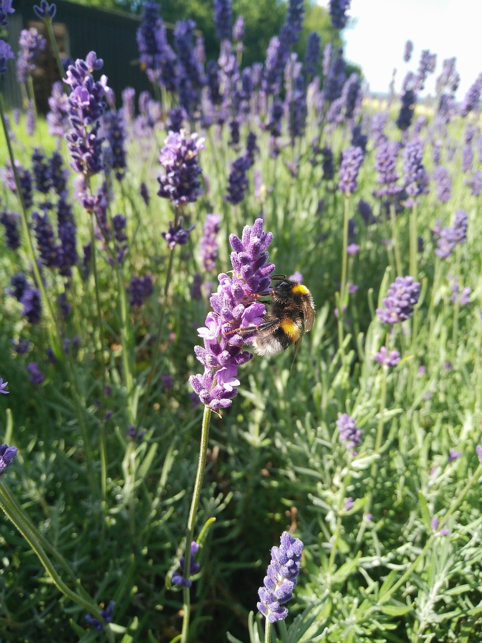 Image - lavender bumblebee purple