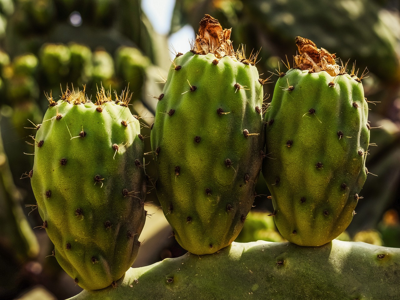 Image - prickly pear plant cactus nature