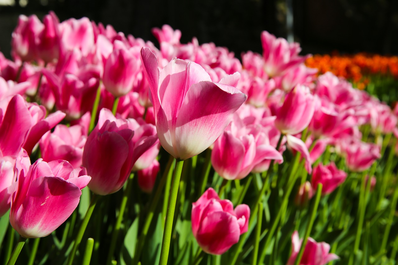 Image - tulip field agriculture istanbul