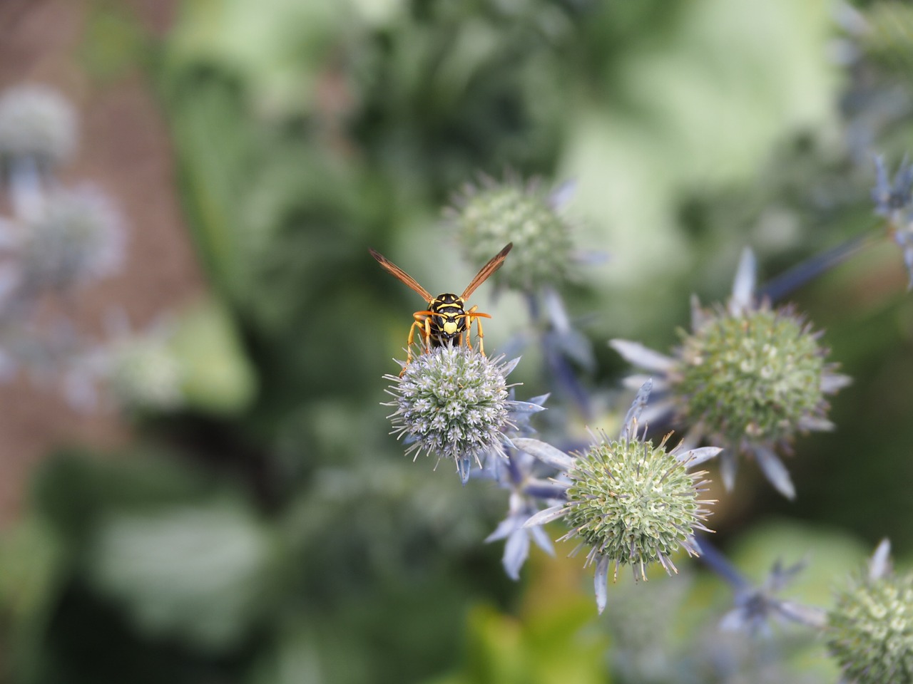 Image - wasp garden flowers bloom blossom