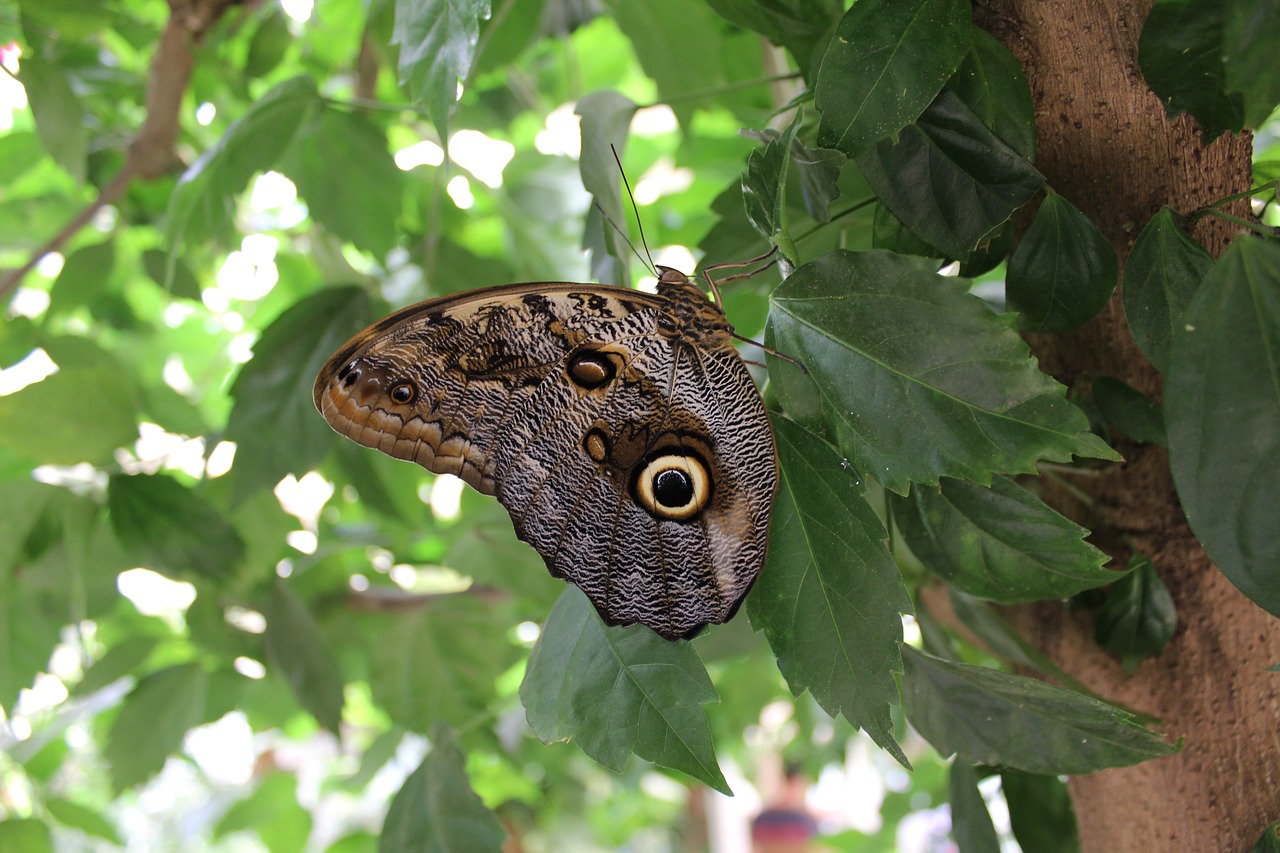 Image - butterfly moth insect nature tree