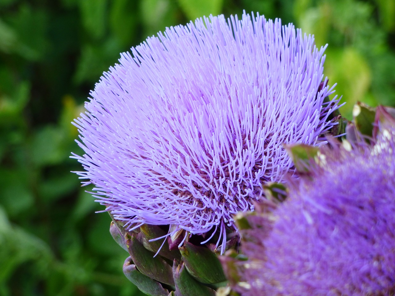 Image - flower artichoke nature garden