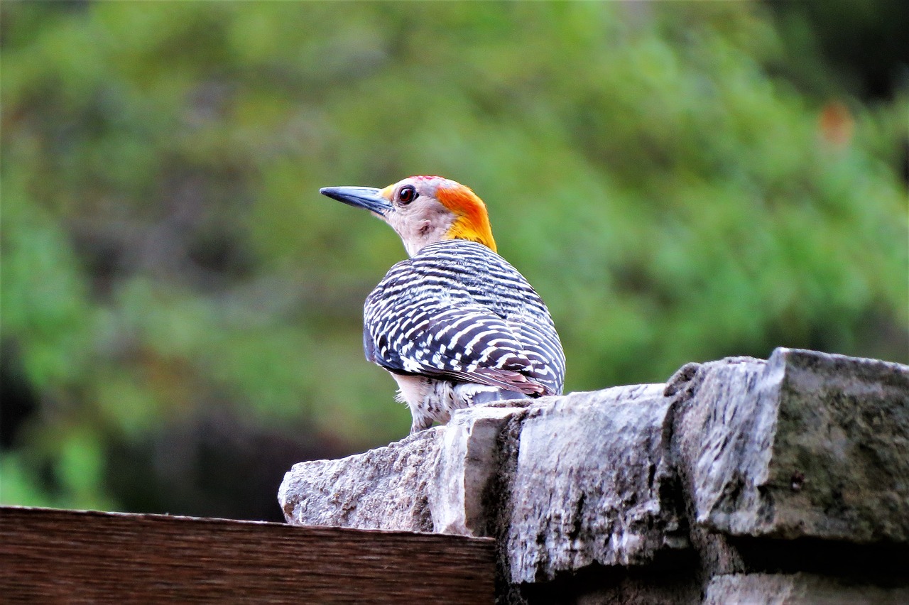 Image - bird colorful wildlife woodpecker