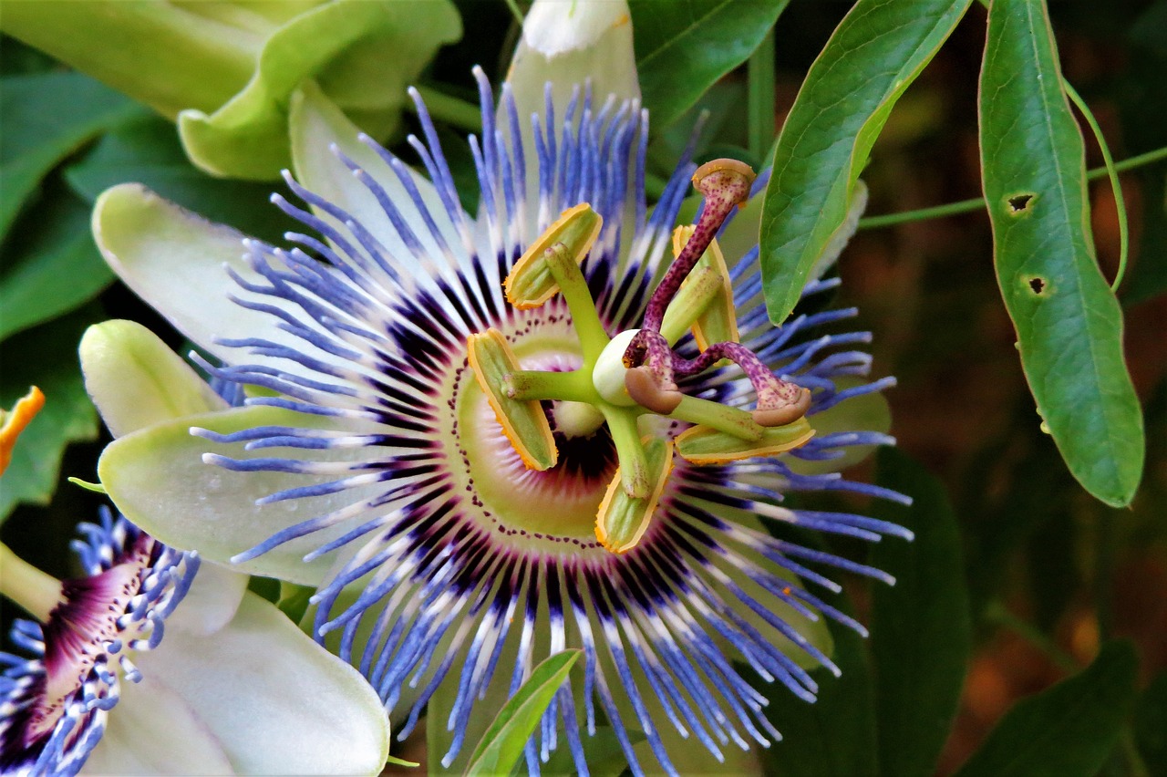 Image - flower blue white green close up