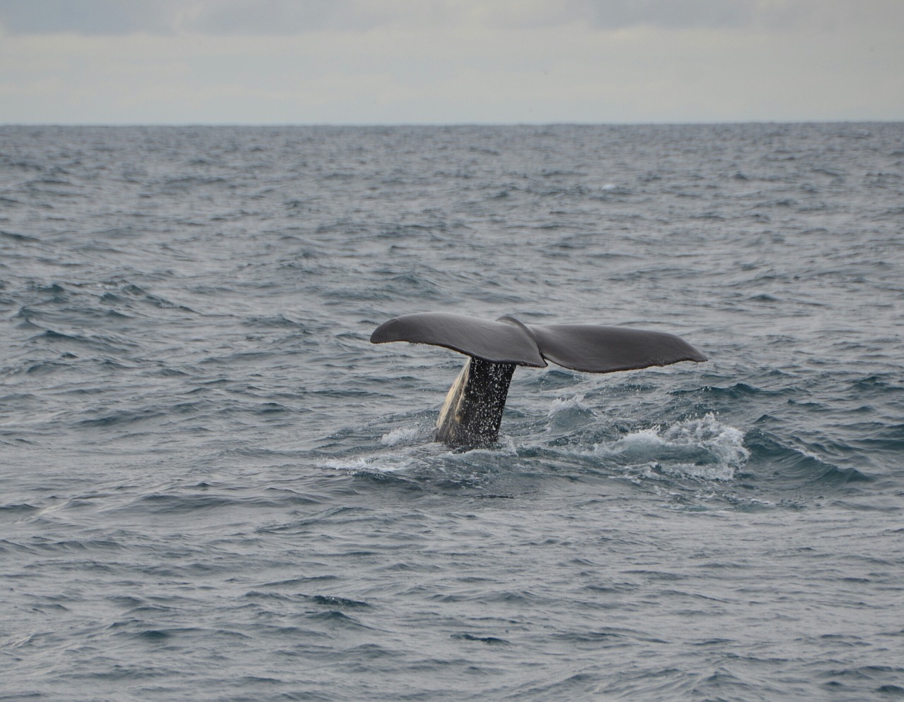 Image - norway nature whale