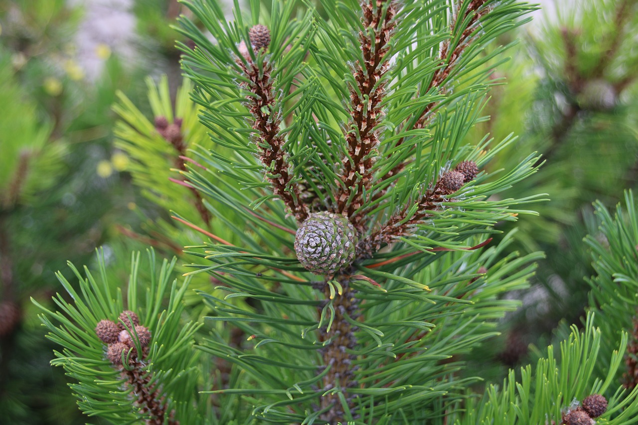 Image - nature fir tap tree green