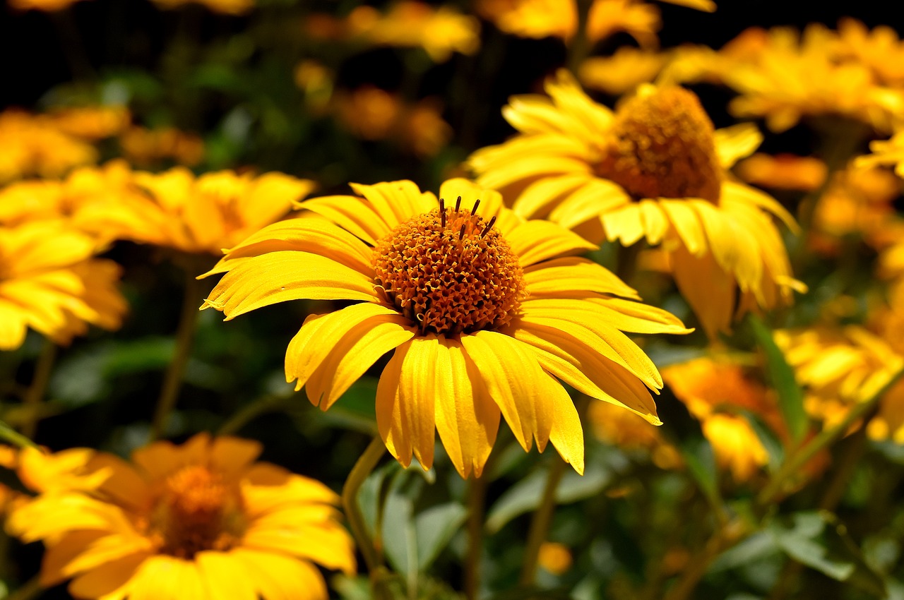 Image - flower yellow blossom bloom nature