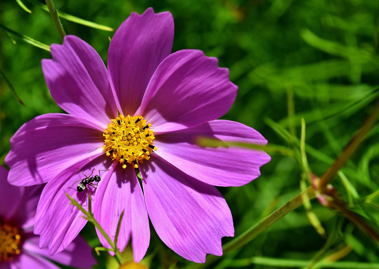 Image - flower purple ant insect nature