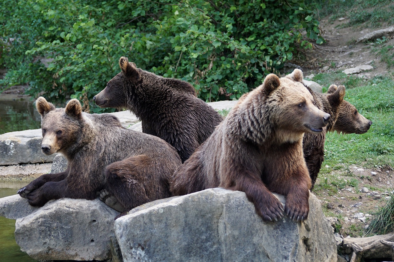 Image - bear brown bears nature forest zoo