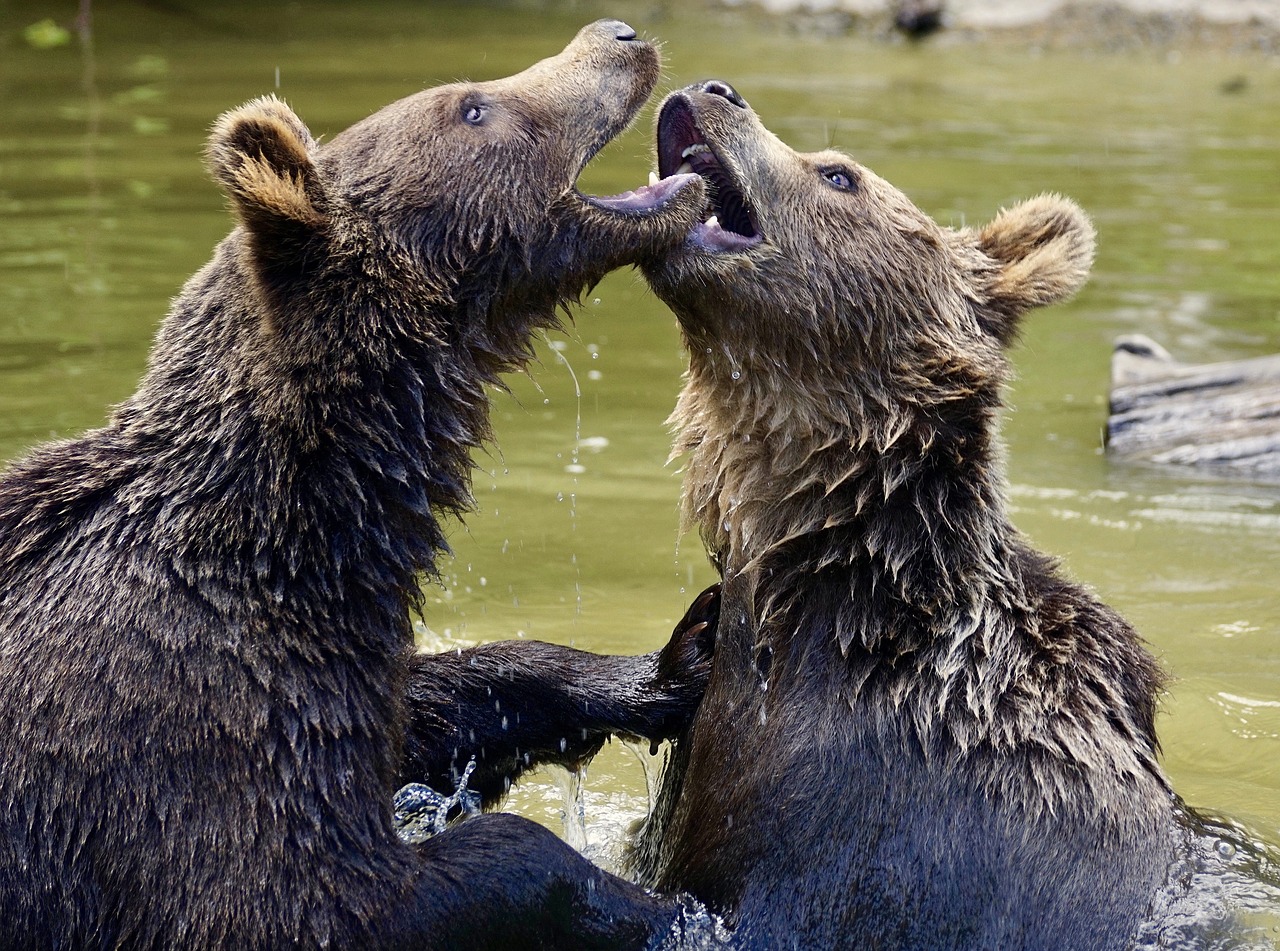 Image - bear brown bears young bear animals