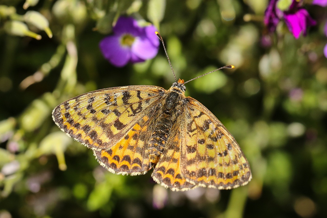Image - butterfly animals