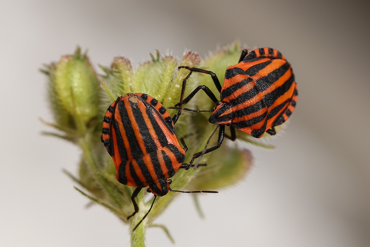 Image - animals bugs striped red black