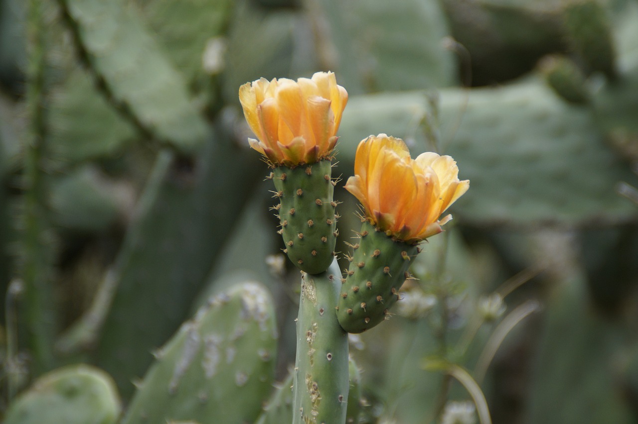 Image - cactus bloom blossom bloom