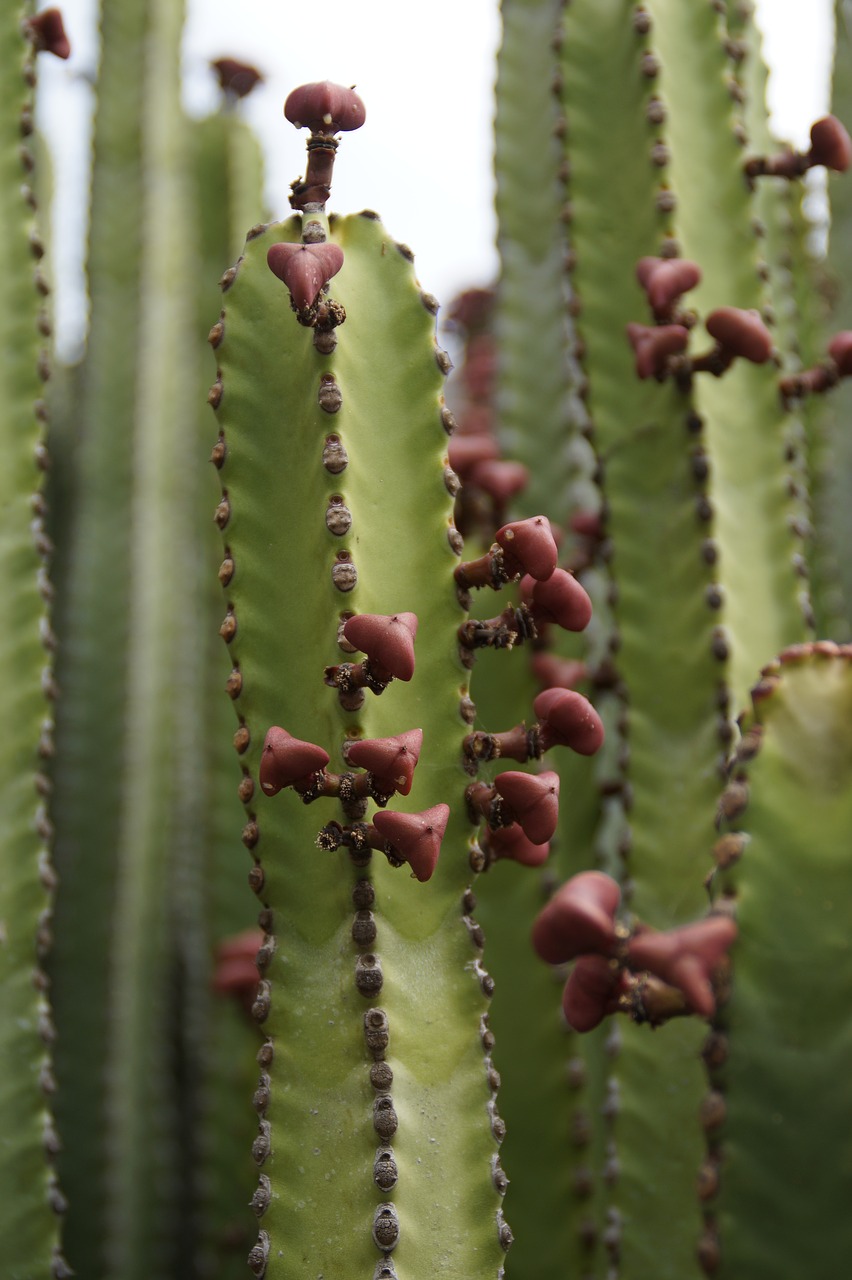 Image - succulent close plant flora green