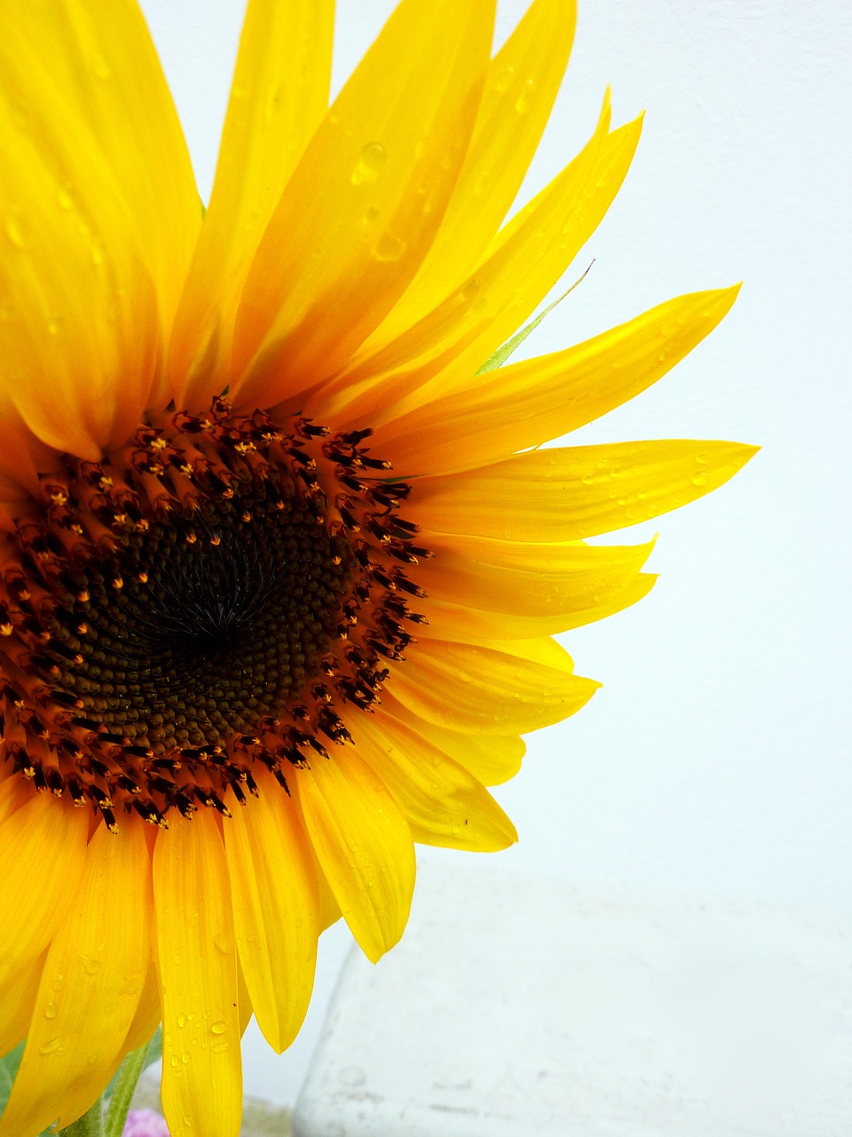 Image - sun flower summer yellow blossom