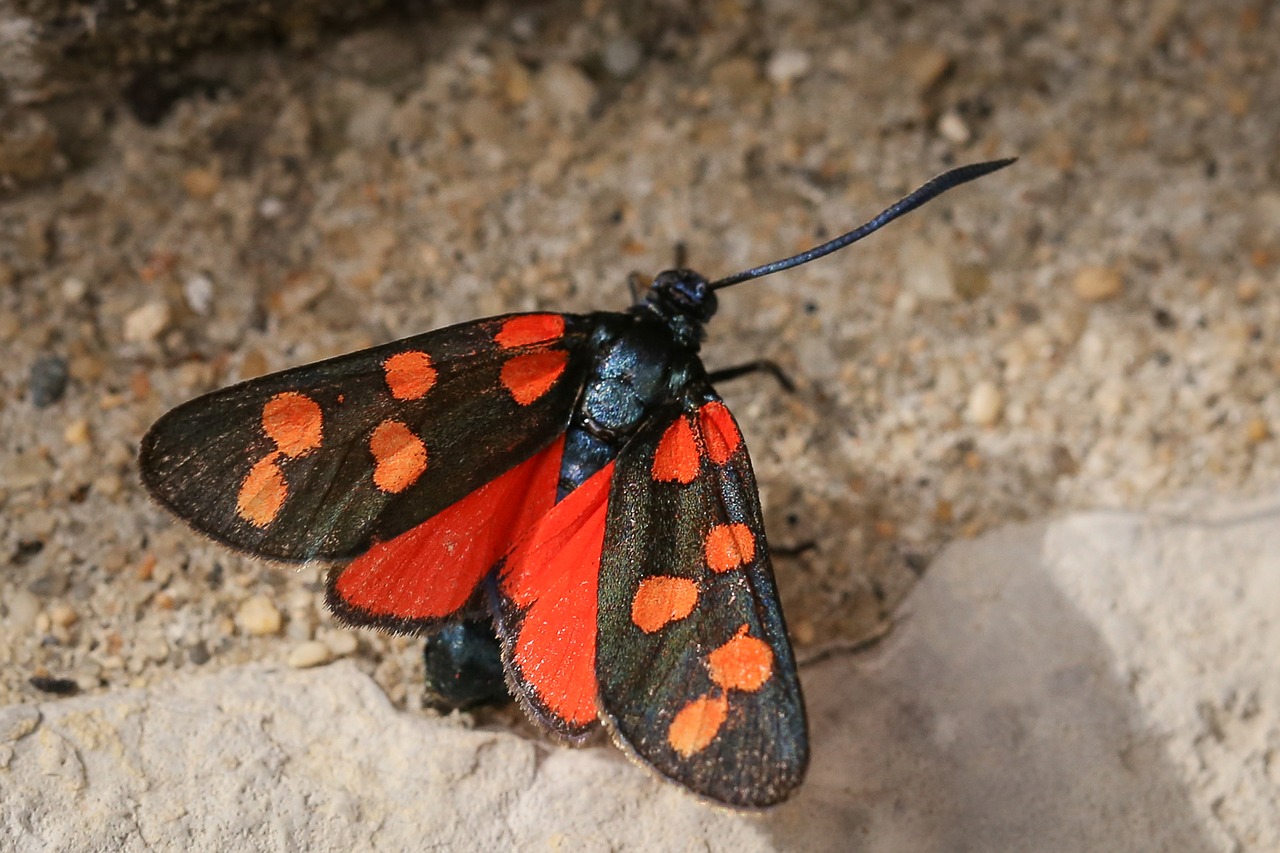 Image - six moth insect butterflies