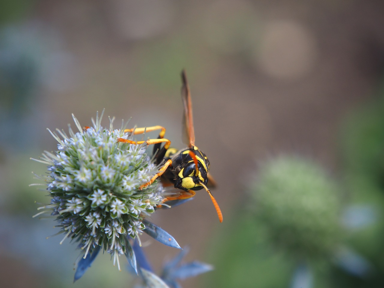 Image - wasp insect plant close nature