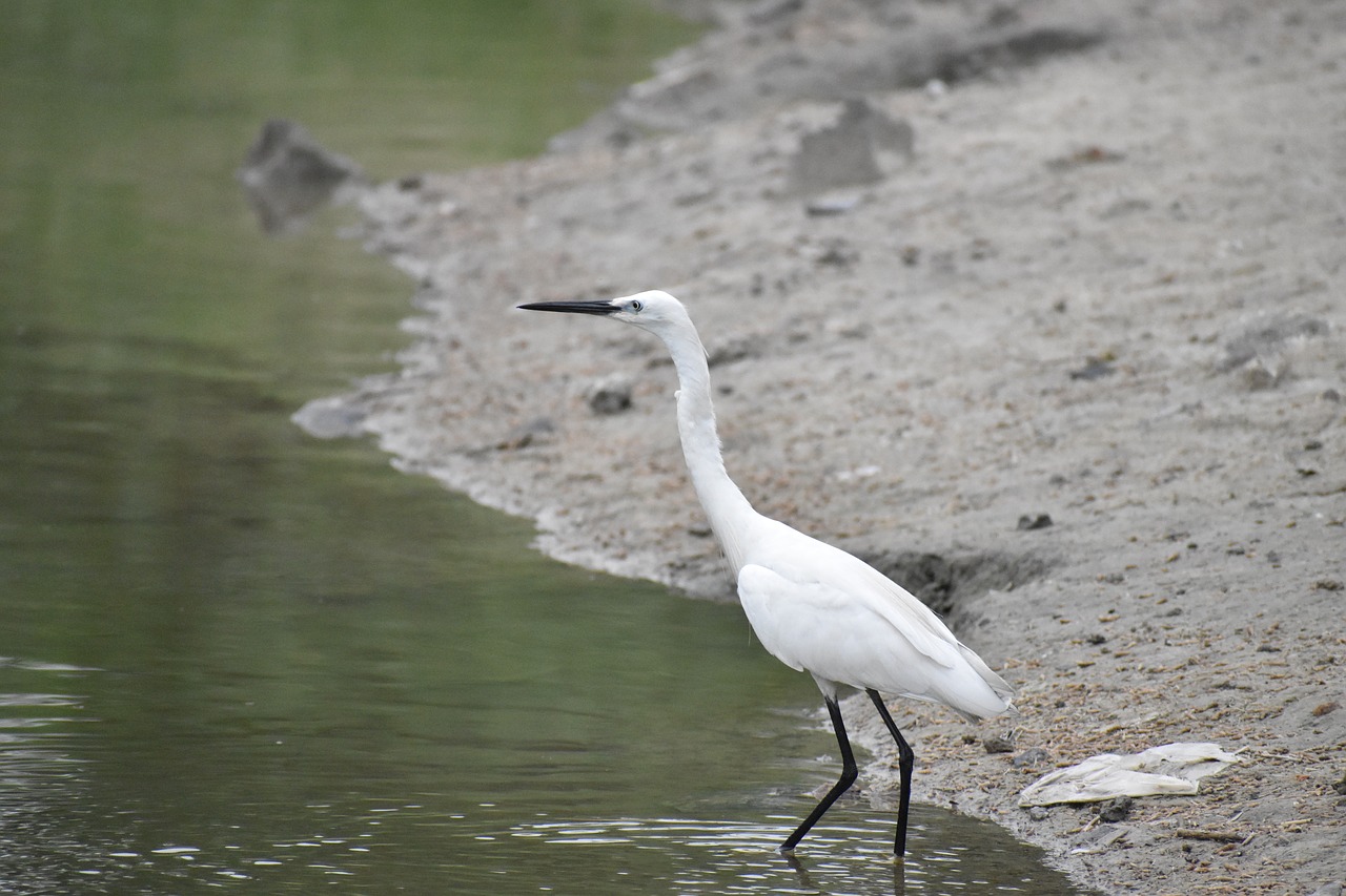 Image - long beak black beak siberian crane