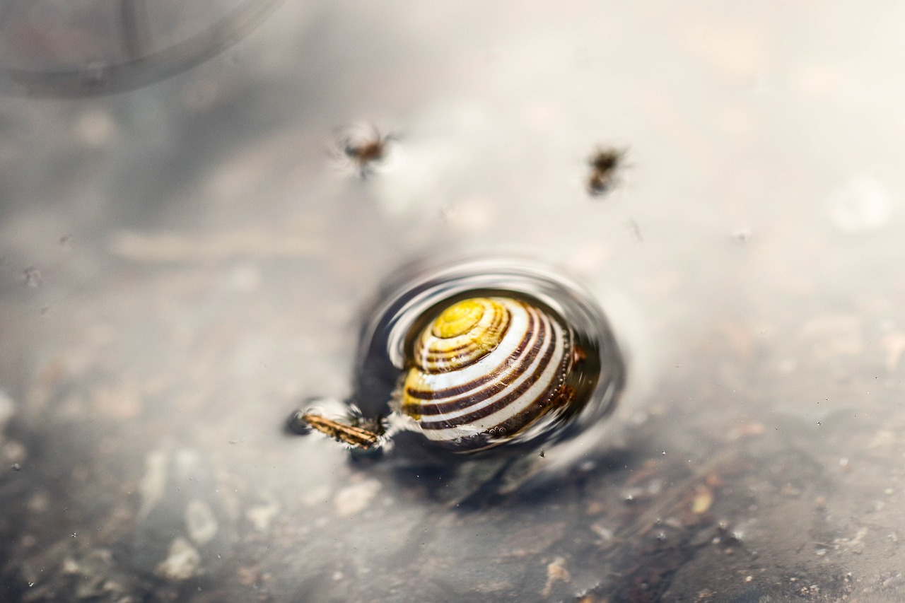 Image - snail puddle water macro nature