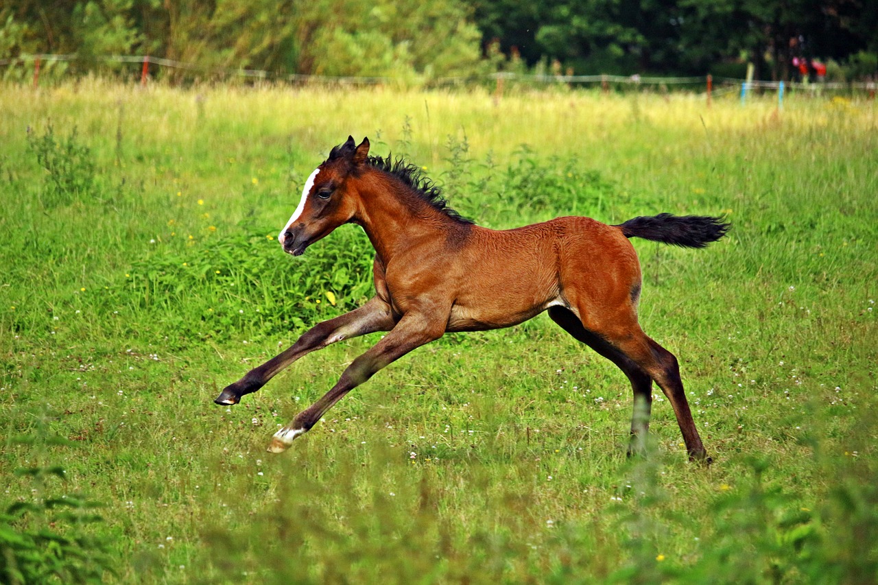 Image - horse gallop foal suckling