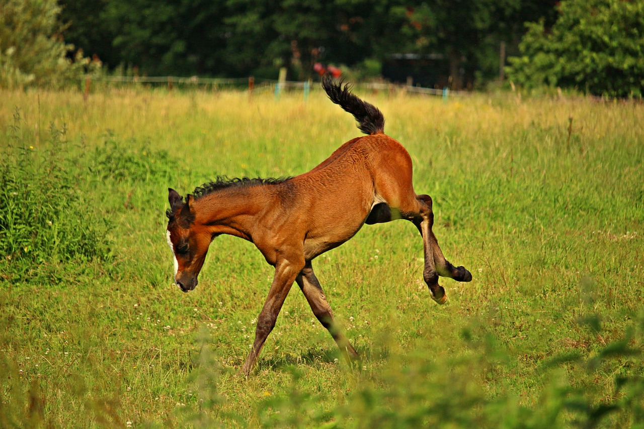 Image - foal horse play buckler brown