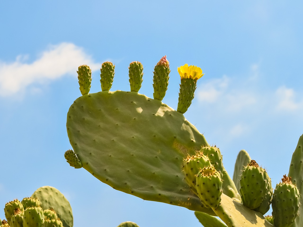 Image - prickly pear plant cactus nature