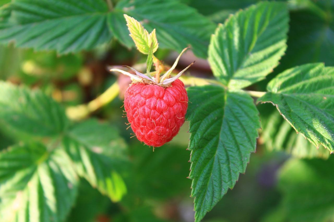 Image - raspberry berry greens summer