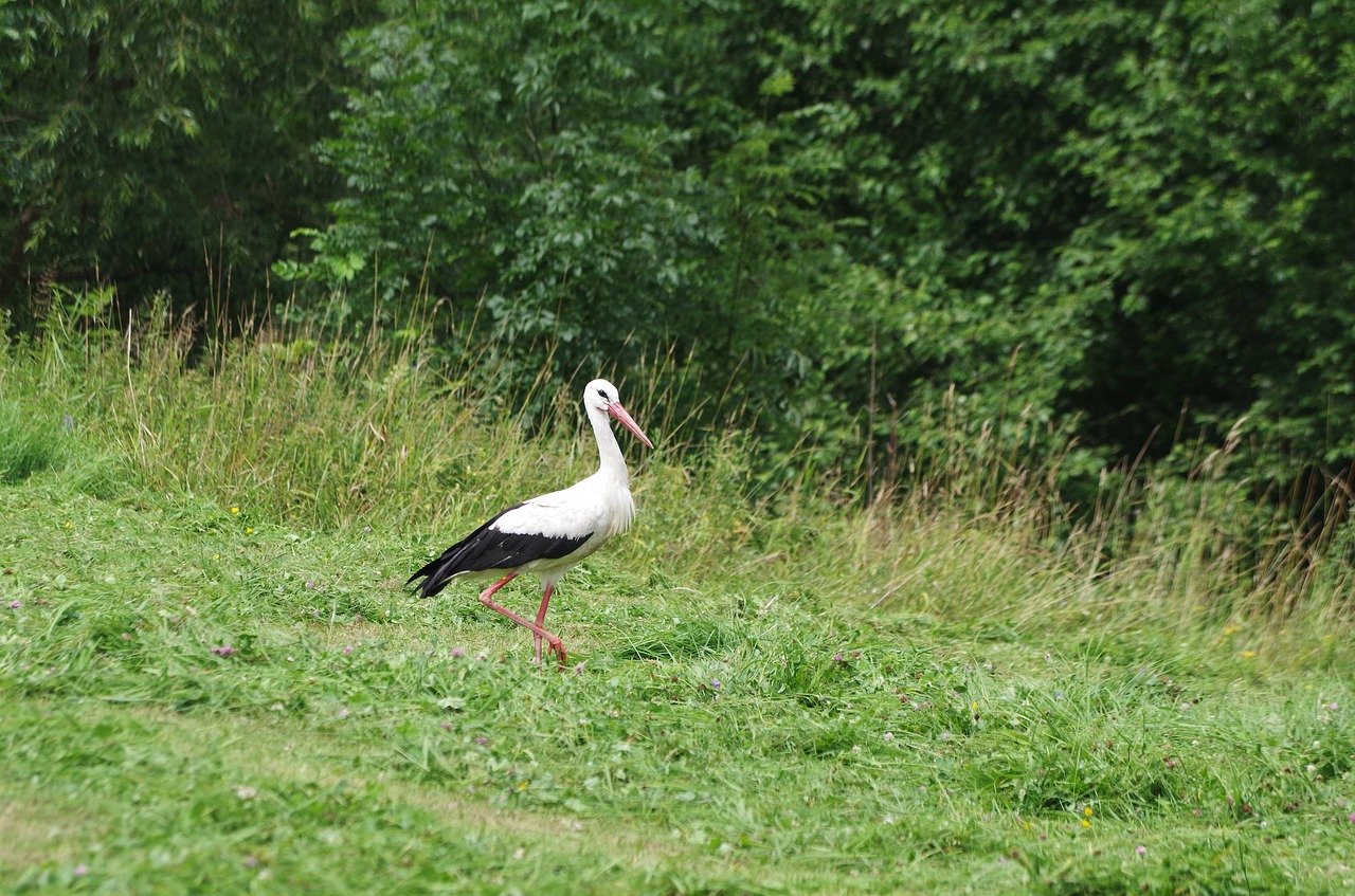 Image - stork bird spring meadow nature