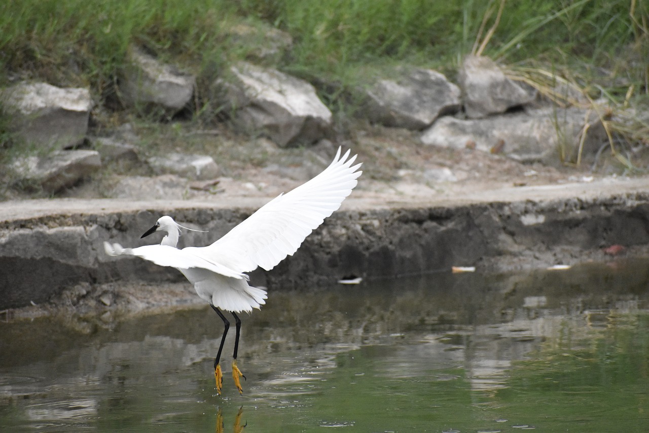 Image - siberian crane pond white wings