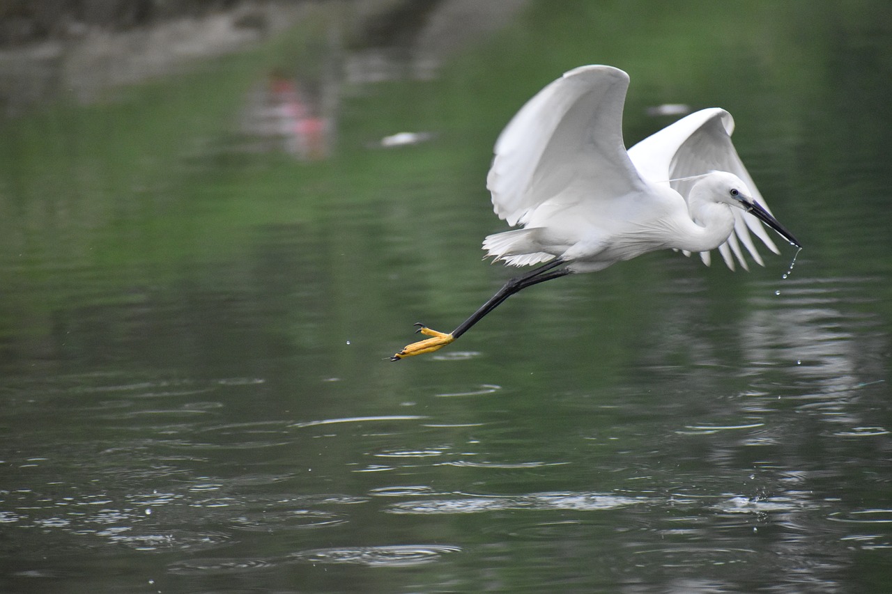 Image - flying siberian crane white bird