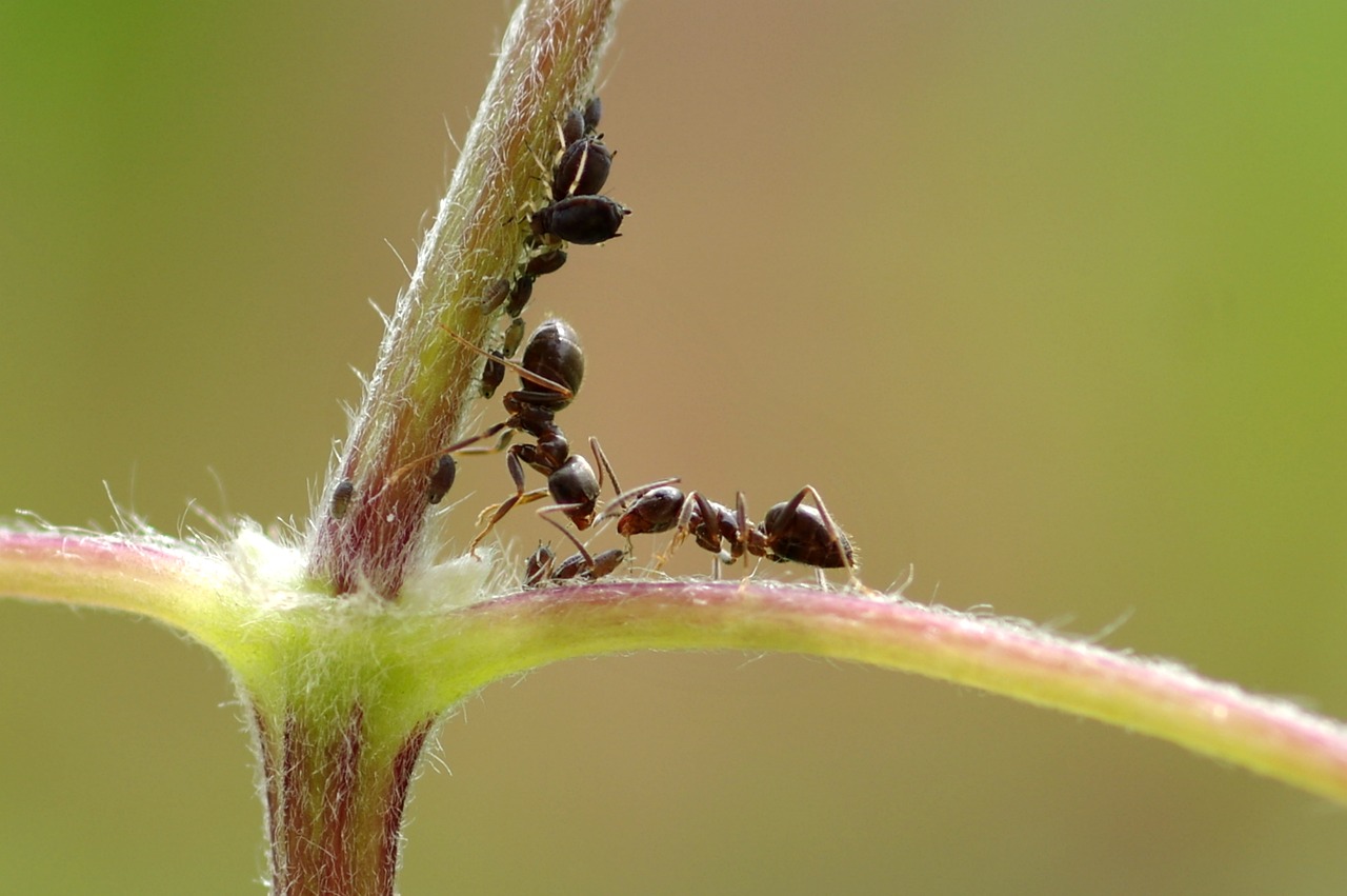 Image - ant macro insect aphid green