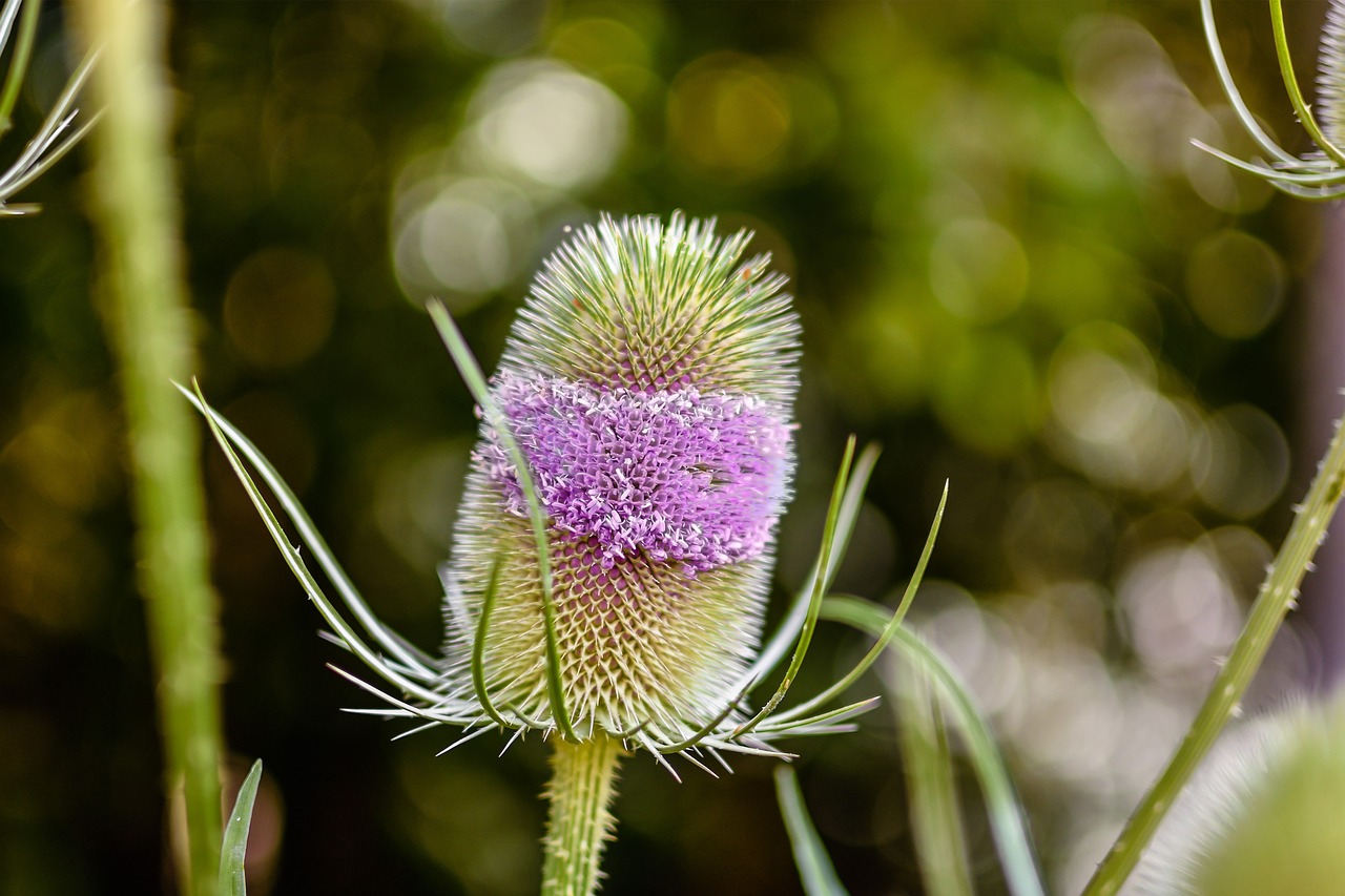 Image - wild teasel thistle dispacus nature