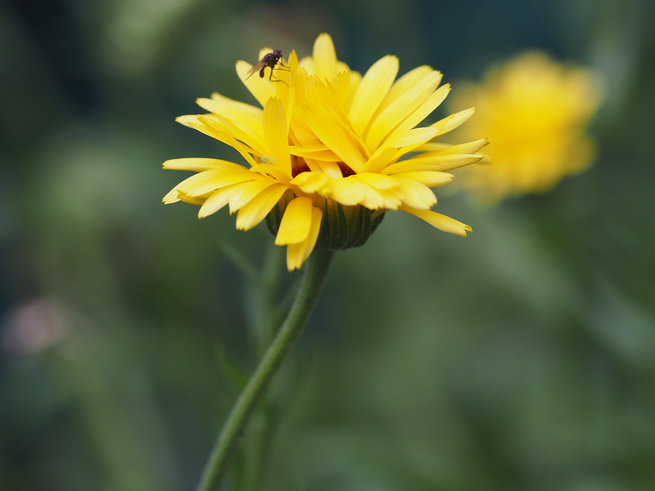 Image - flower fly insect nature summer