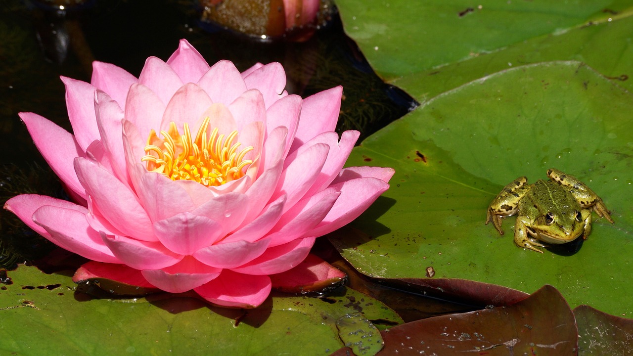 Image - water lily aquatic plant blossom