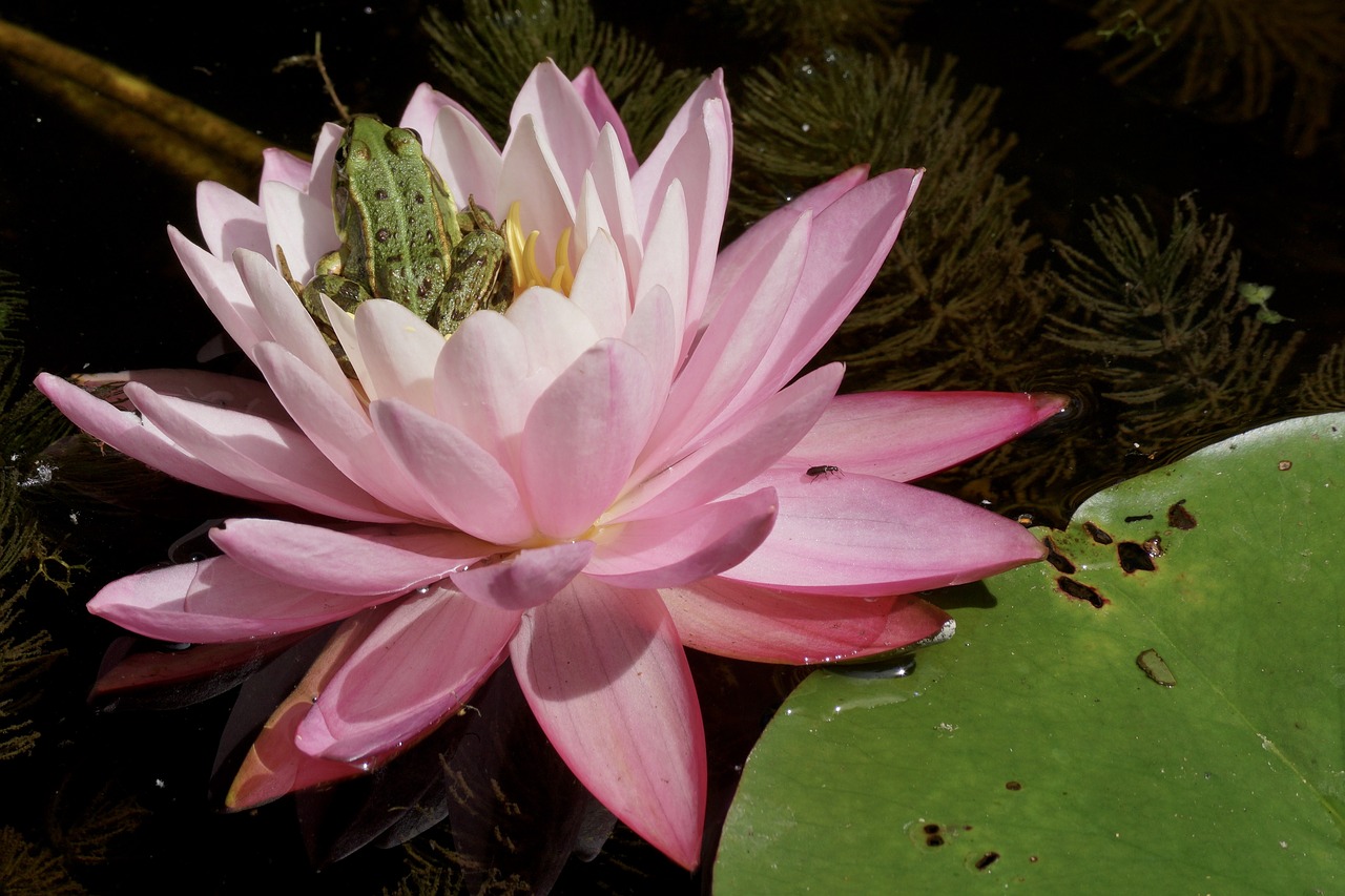 Image - water lily frog pond water green