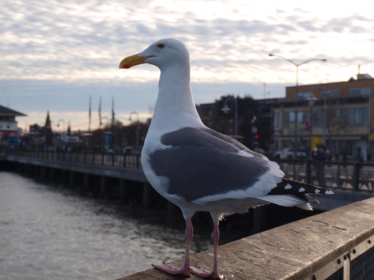 Image - gull port bird water seagull