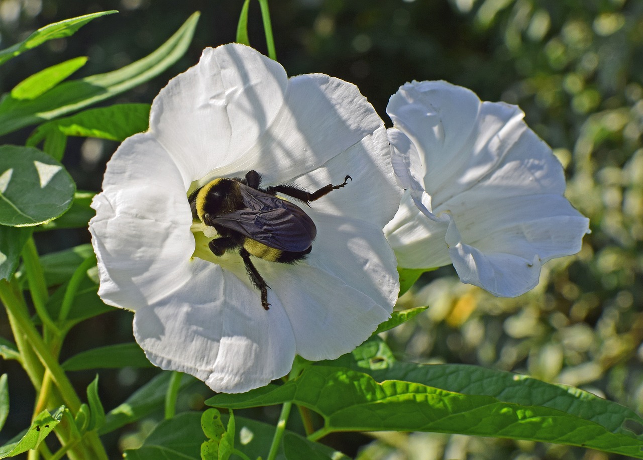 Image - bumblebee in morning glory insect