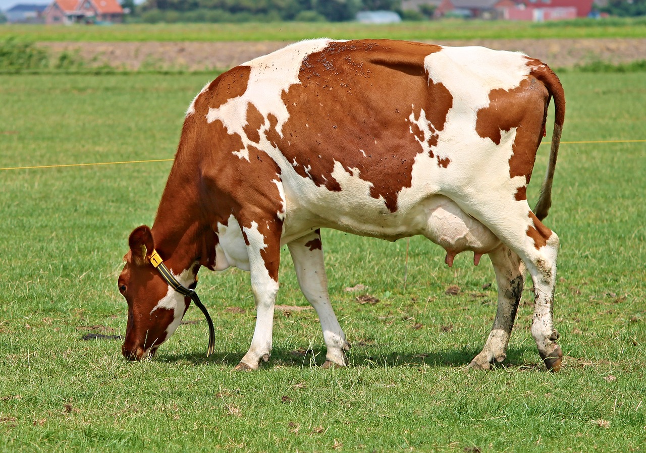 Image - cow milk cow beef pasture