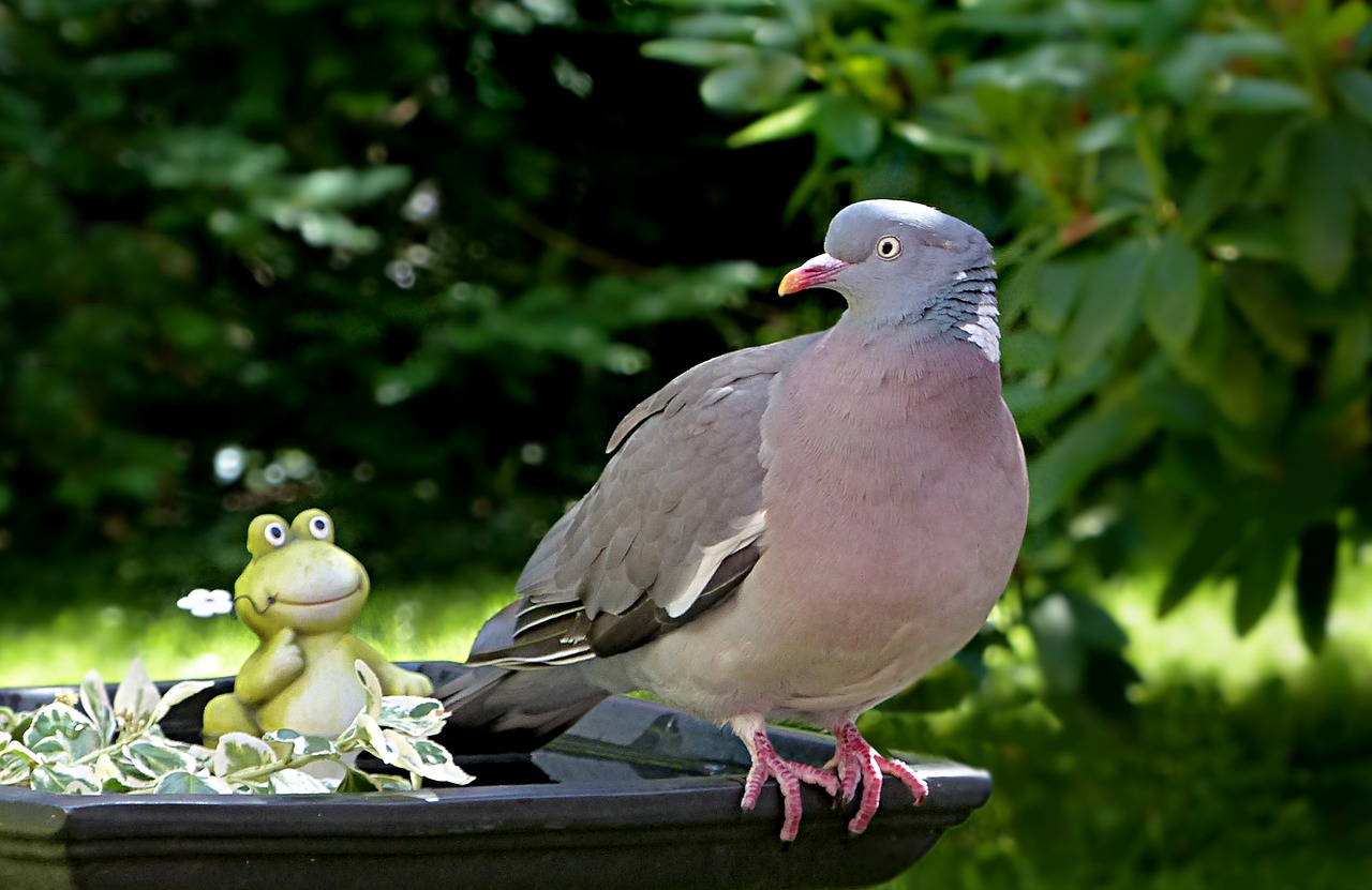 Image - animal bird dove ringdove