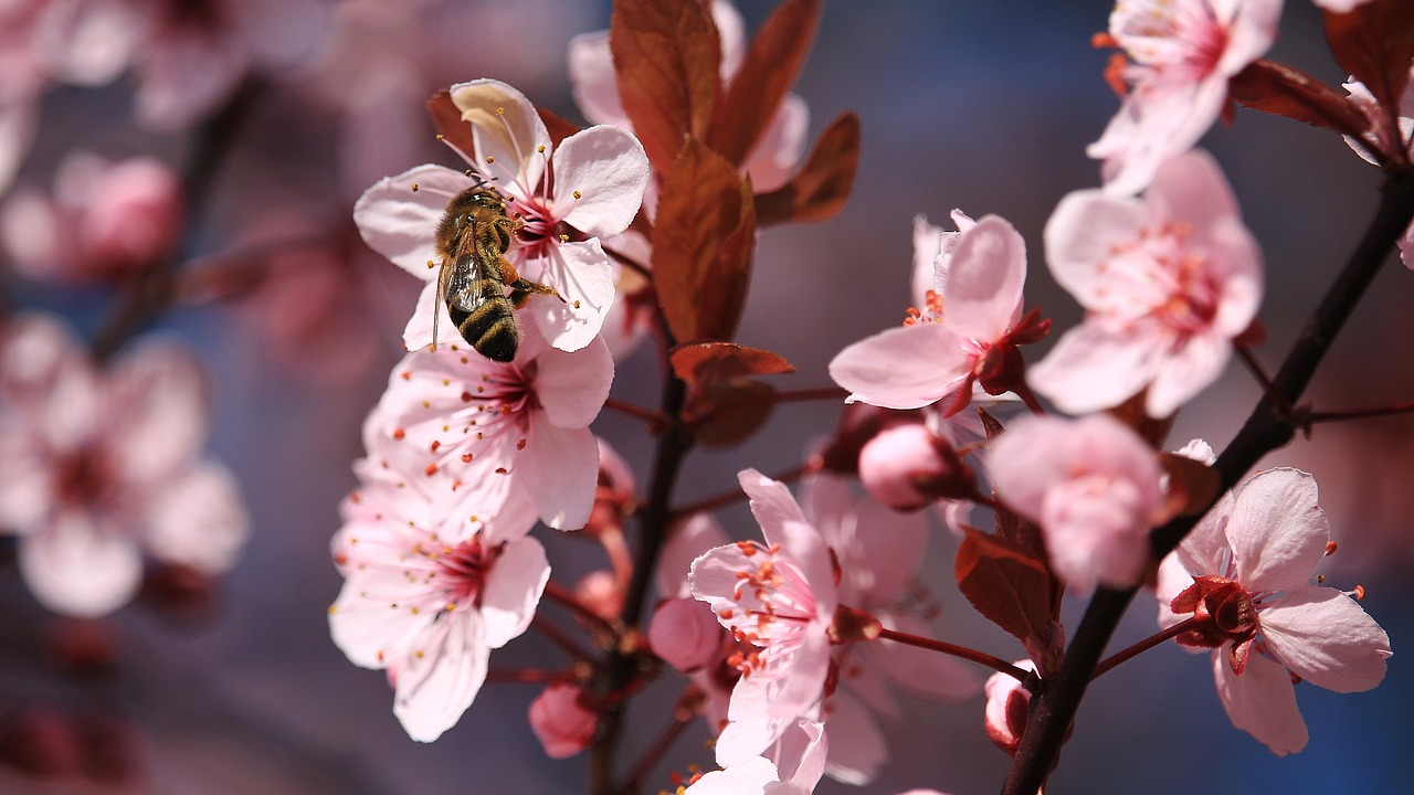 Image - blossom bloom bee insect animal