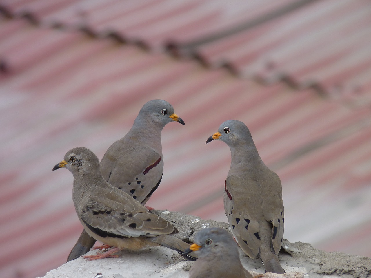 Image - birds pigeons plomas urban