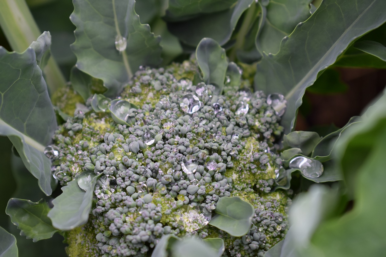 Image - broccoli summer garden cultivation