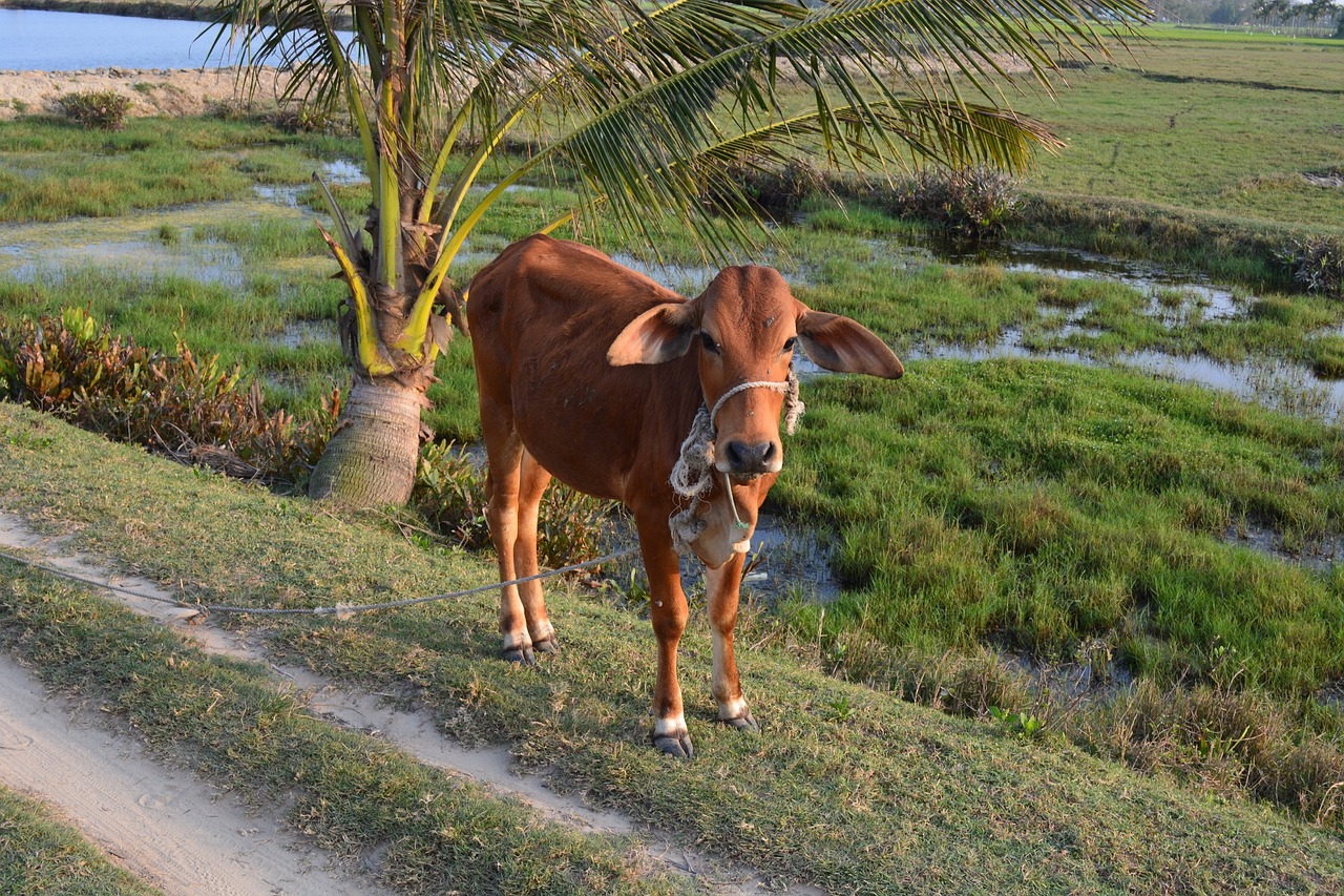 Image - veal cow cattle agriculture animal